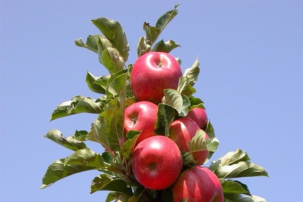 עמודים אחרים