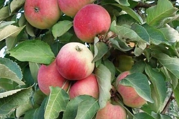 טמפרטורת החורף