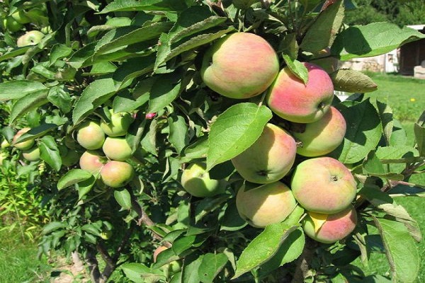 כלאיים מעובדים