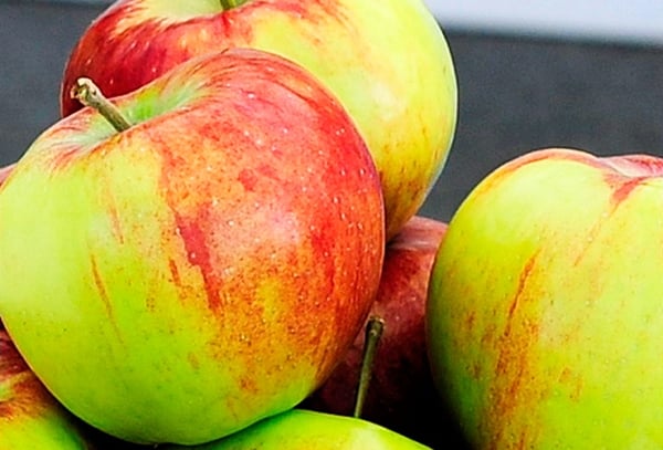 fruits of the Rossoshanskoe striped variety