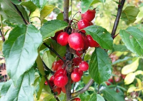 apple tree ol