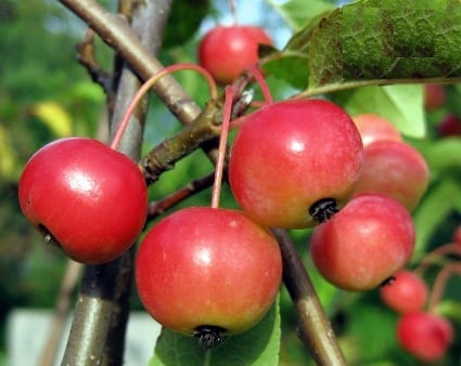 apple tree ol