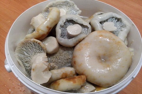 marinuoti pieno grybai