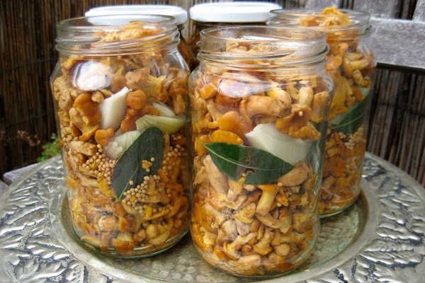Lauro lapas