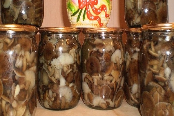 boletus är bra