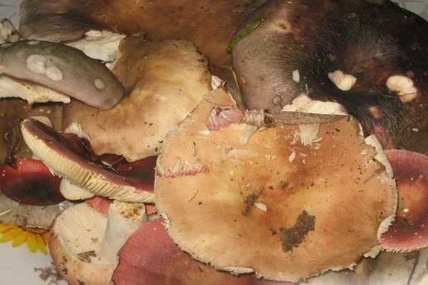russula för betning