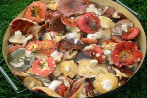 12 enkla recept för att göra inlagd russula för vintern hemma