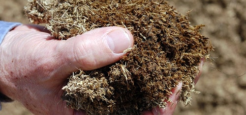 Kot in der Hand