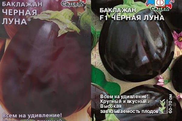 σπόροι μελιτζάνας μαύρο φεγγάρι
