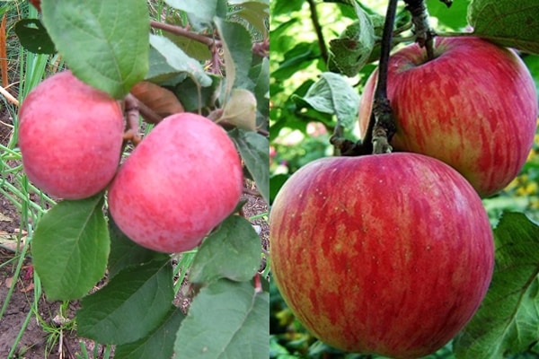 variety Rossoshanskoe striped