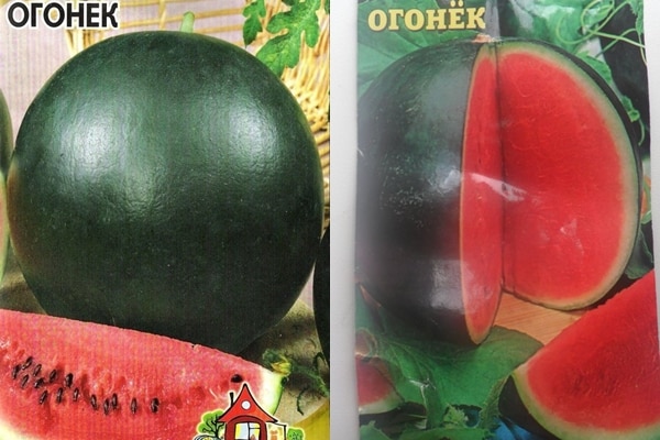σπόροι καρπουζιού της ποικιλίας Ogonyok