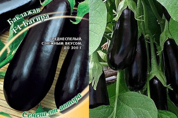 σπόροι μελιτζάνας bagheera