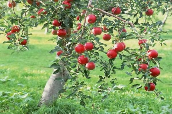 προσδιορίστε την οξύτητα