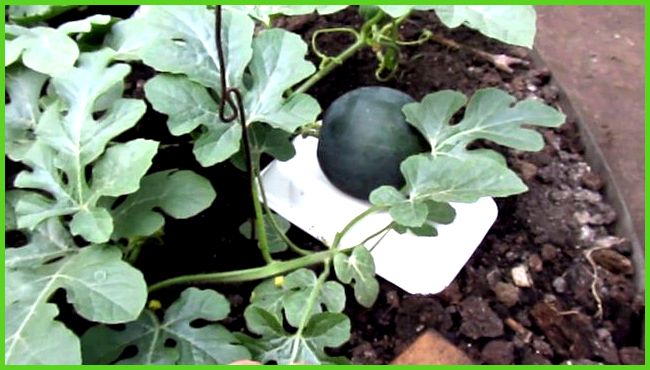 eine Wassermelone kneifen