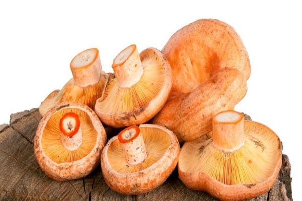 Pilze kochen