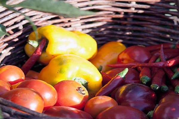 ingredientes necessários