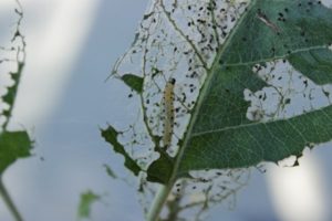 Folk and chemical methods of dealing with silkworm caterpillars on apple trees, prevention
