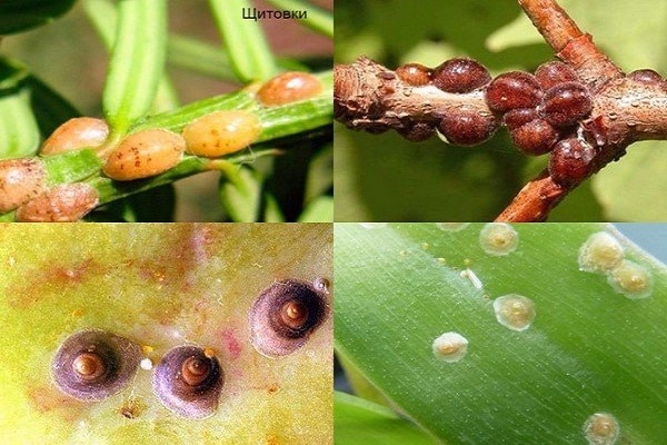 زراعة التفاح