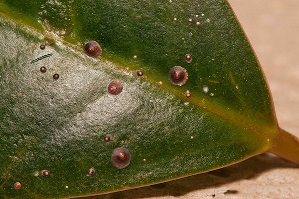 حجم صغير
