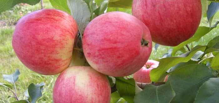 ripe apple trees