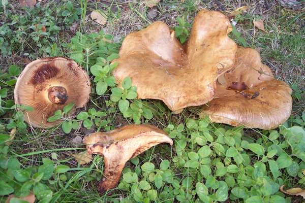 fettes und dünnes Schwein
