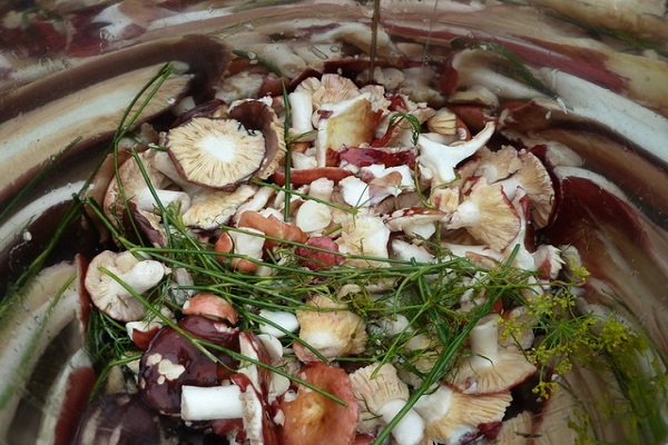 mushrooms were prepared