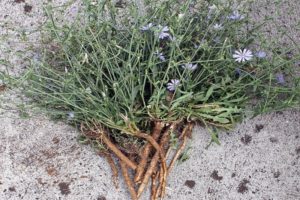 Πώς να συλλέξετε και να στεγνώσετε ρίζα κιχωρίου και λουλούδια στο σπίτι