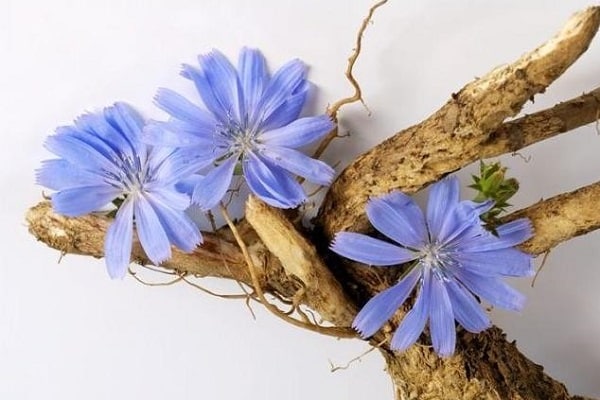 Wie man Zichorienwurzeln und Blumen zu Hause sammelt und trocknet