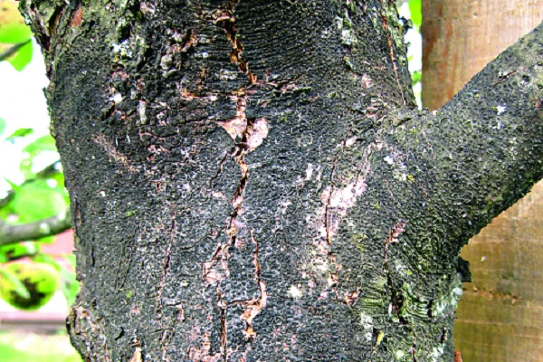 äppelträdstam