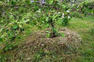 Wie kann man einen Apfelbaum mulchen, organische und anorganische Materialien, Gras schneiden