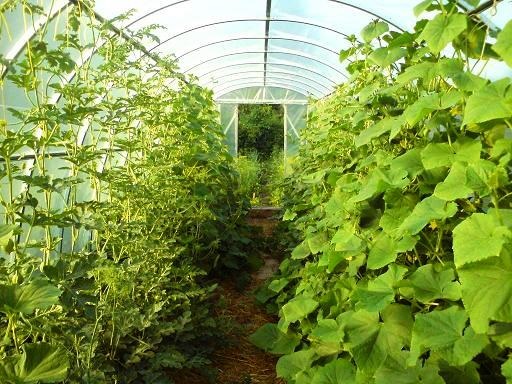 växthus vattenmelon