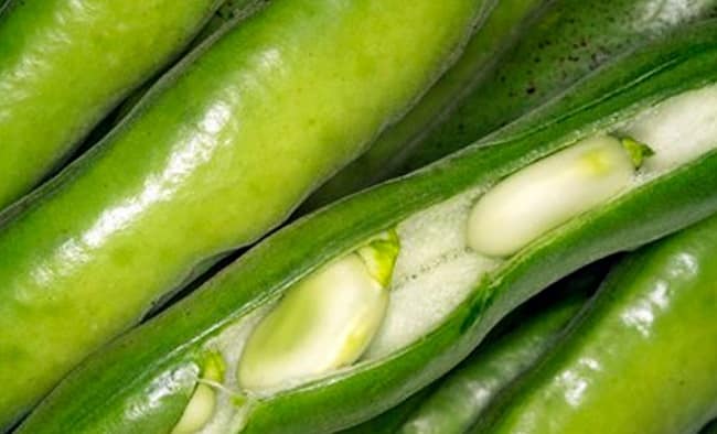 cueillette des haricots