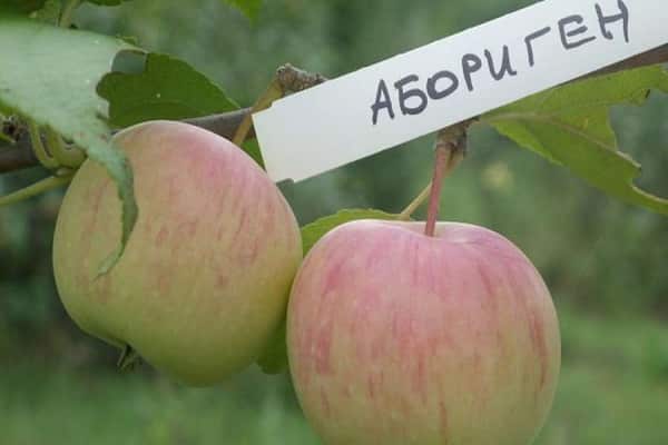 αντίσταση στις ασθένειες