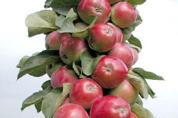 Гарденерс ревиевс