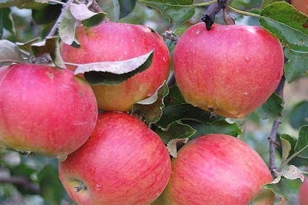 مدة التخزين