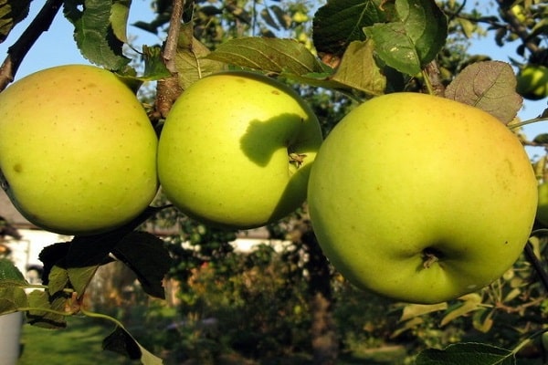Apfelbaum beginnt