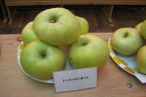 Beschreibung der Bananenapfelsorte: Reifung und Fruchtbildung, in welchen Regionen sie wächst