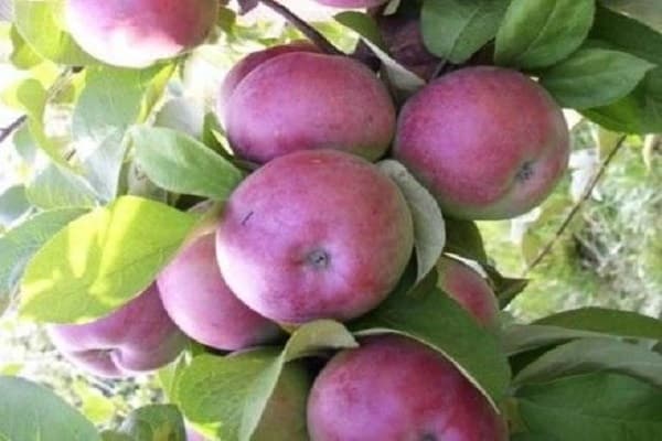 Vlastnosti stromu Apple