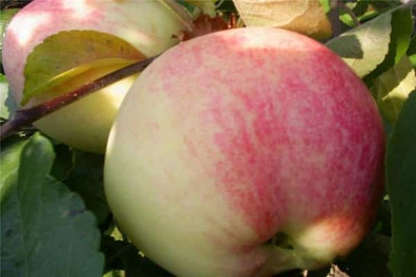 Schädlinge und Krankheiten