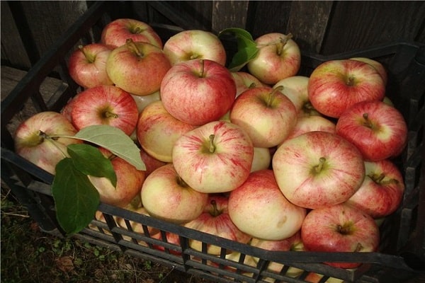 Obst Splintholz