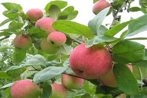 description de la variété