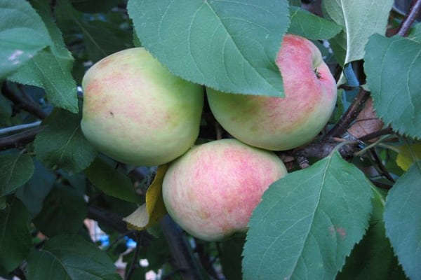 peut être cultivé