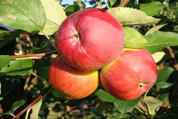 apple harvest