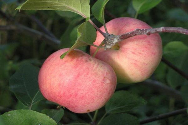 growth and yield