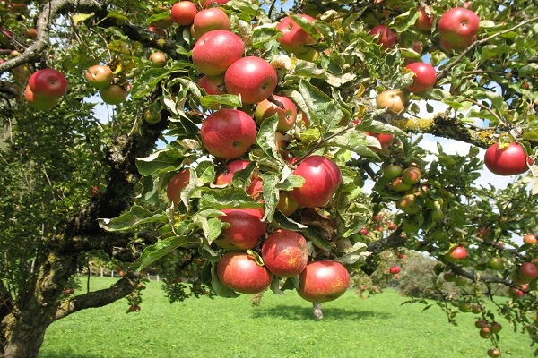 The frequency of fruiting