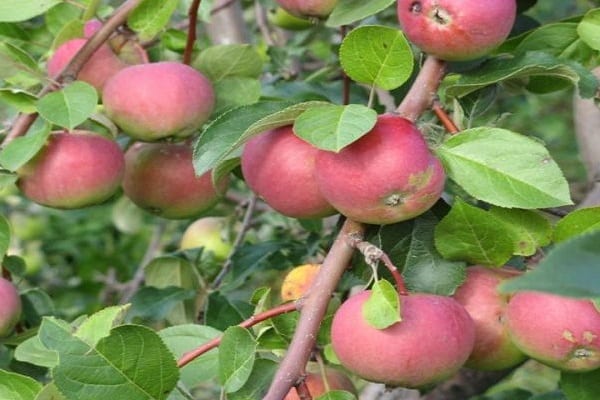 fragrant pulp