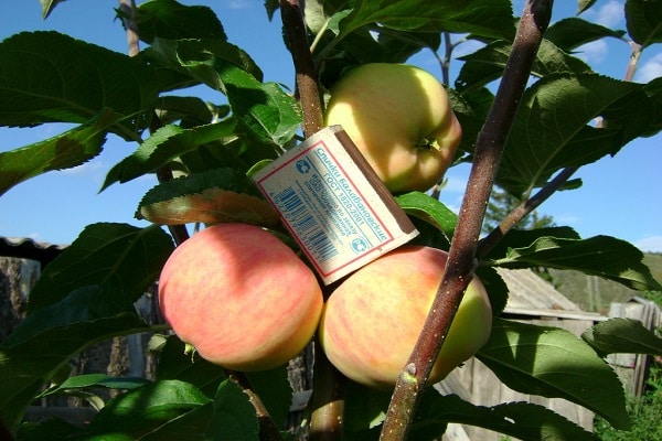 Disease resistance