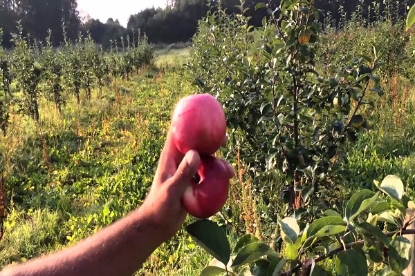 нека правила