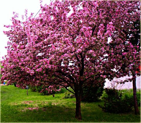 apple tree ol
