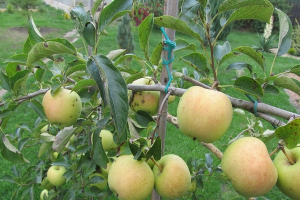 تواتر الاثمار